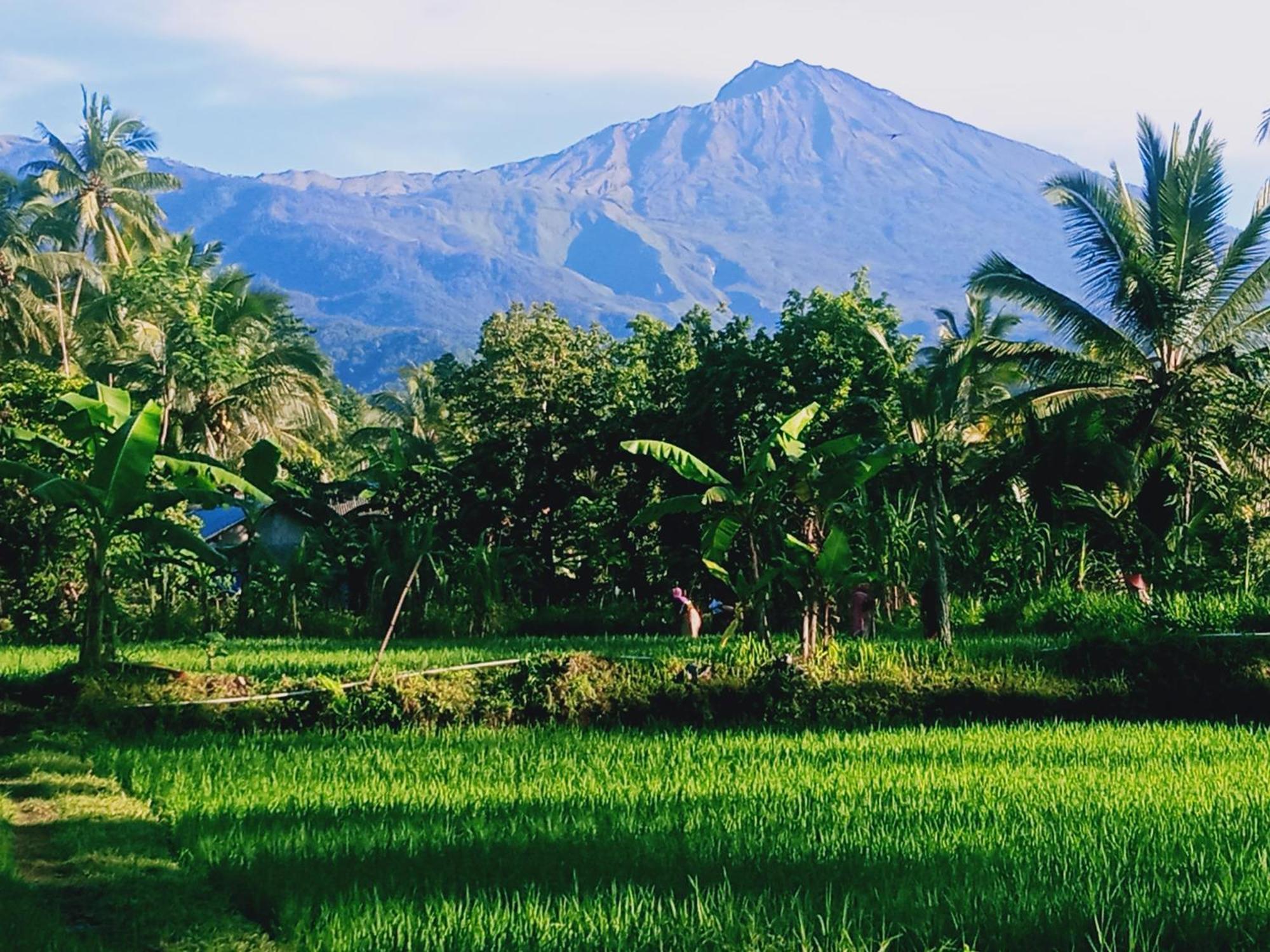 Coconut Homestay Tetebatu Exterior foto